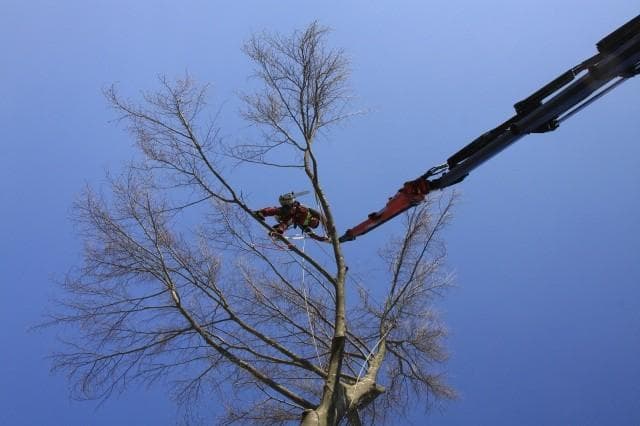 GOZDAR IN ARBORIST RADO NADVEŠNIK S.P., LJUBLJANA