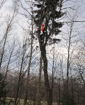 OBŽAGOVANJE DREVES NA VIŠINI, POSEK DREVES, GOZDARSKA DELA, ZASADITEV DREVES