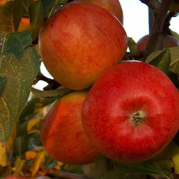 MANDARINE, DOMAČA JABOLKA, TOPAZ JABOLKA, SLOVENSKI PRIDELKI DOMAČIH KMETIJ