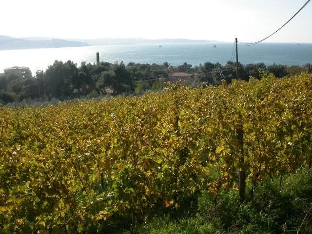 REFOŠK, MALVAZIJA IN ROSE, CABERNET SAUVIGNON, VINOGRADNIŠTVO VINARSTVO ČERNE, ANKARAN