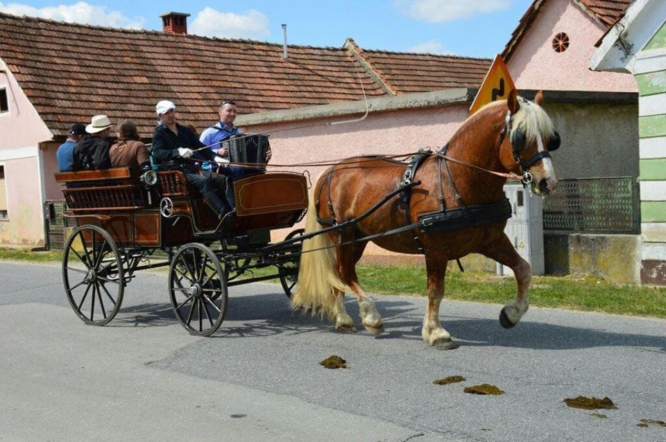 KONJARSTVO CEBEK, PTUJSKA GORA