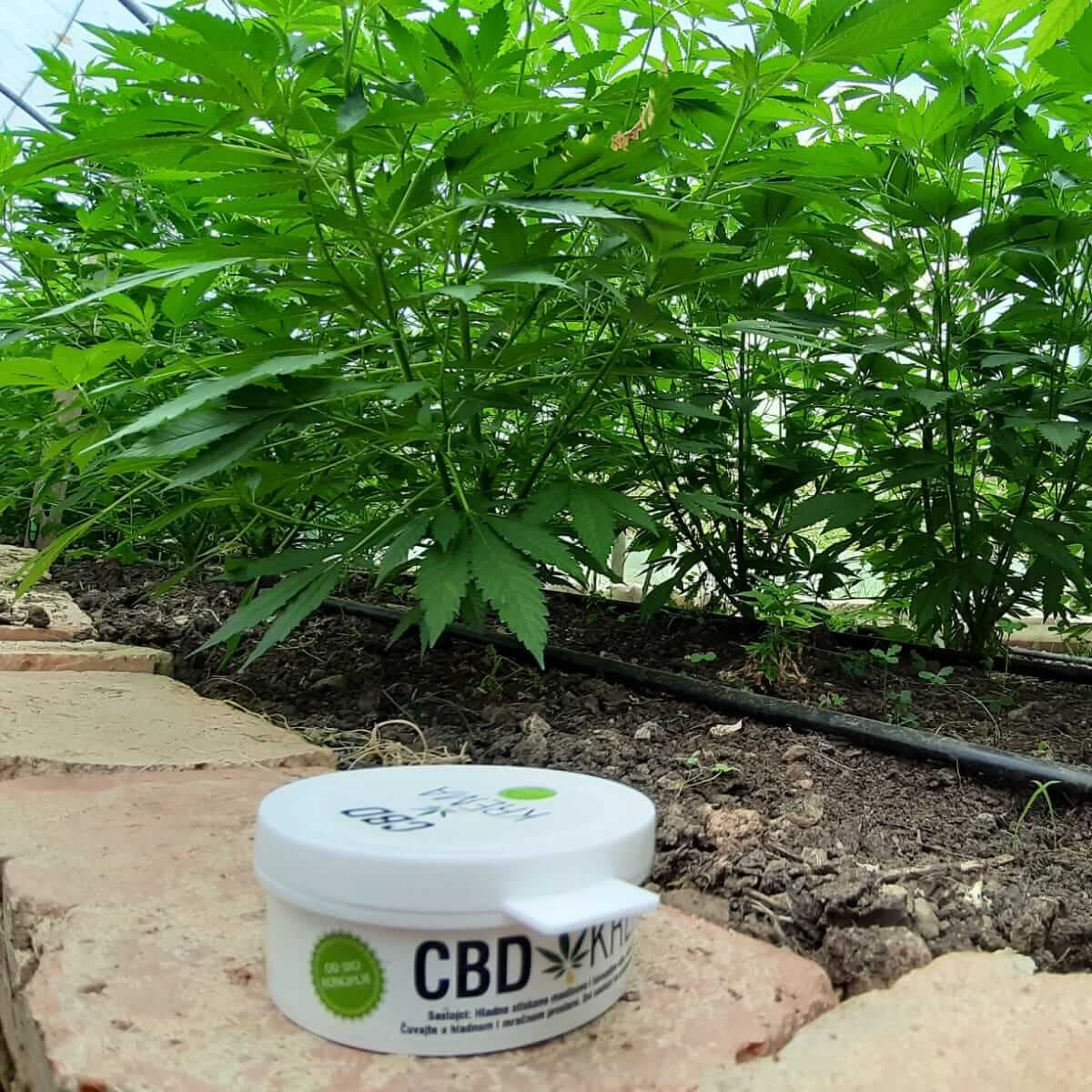 CBD-KONOPLJA ČAJ CBD KONOPLJA KREMA CBD KONOPLJA OLJE