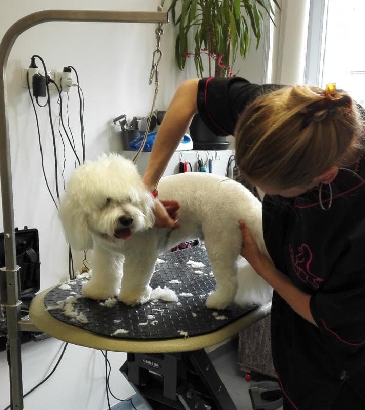 PASJI SALON TRBOVLJE | PASJI FRIZER