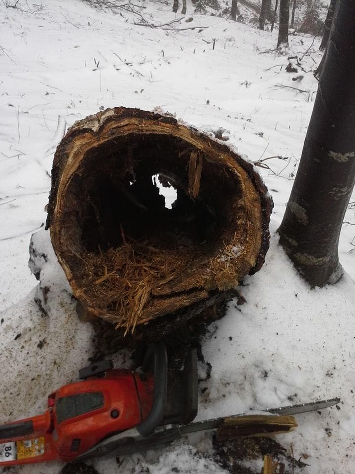 LESNA BIOMASA, SEČNJA IN SPRAVILO LESA, PLANIRANJE GORENJSKA