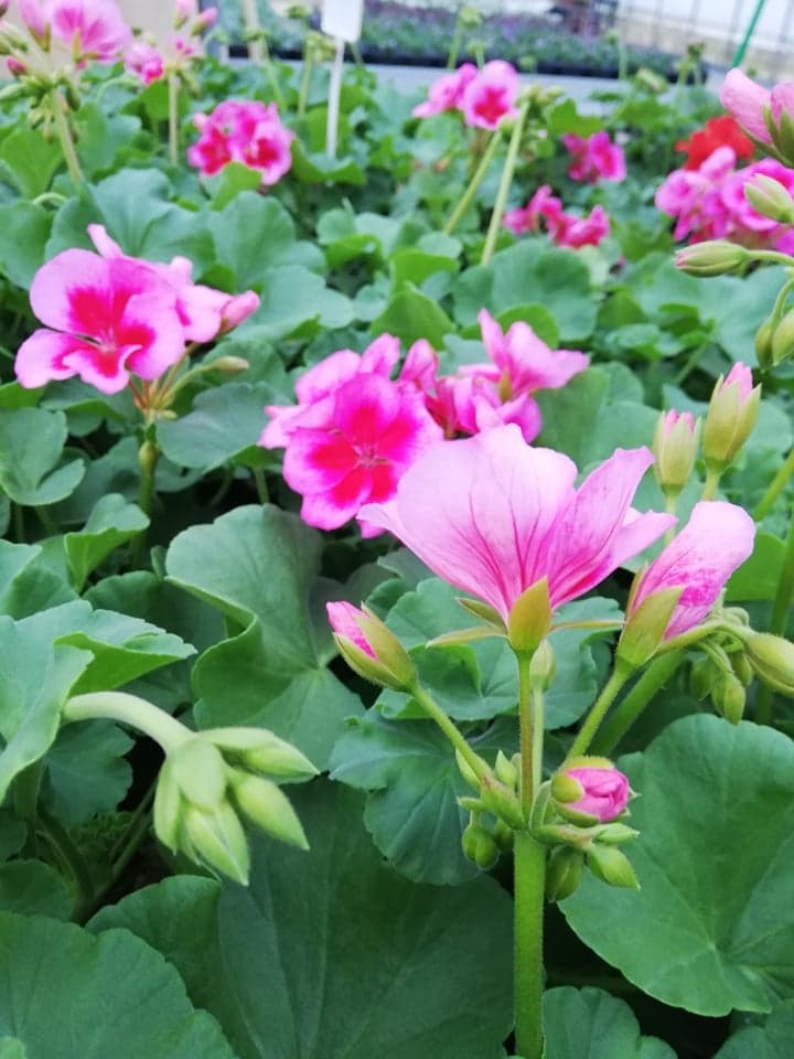 CVETLIČARNA FLORJANA HORVAT JOŽICA S.P. MURSKA SOBOTA