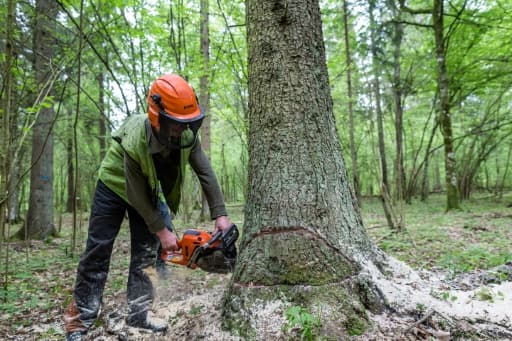 GOZDARSKE STORITVE SLOVENJ GRADEC