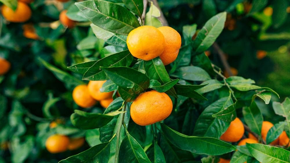 mandarine