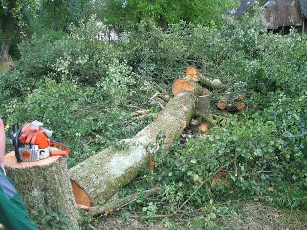 OBREZOVANJE SADNEGA DREVJA, DREVES, ŽIVE MEJE IN GRMIČEVJA