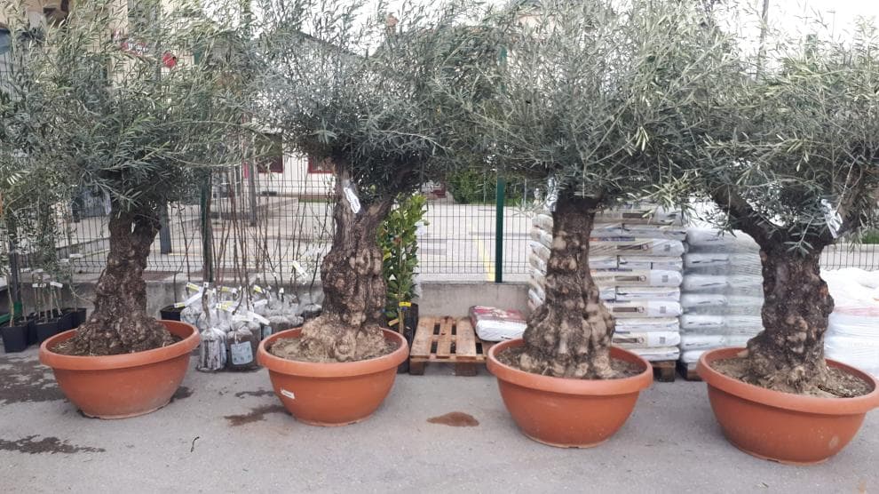 AGRARIA KORON | VOLČJA DRAGA | TRGOVINA S KMETIJSKIM IN GRADBENIM MATERIALOM