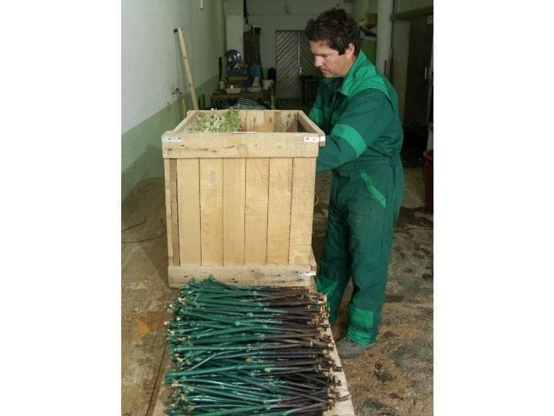 TRSNE CEPLJENKE SADIKE ZA VINSKO TRTO | VINE SEEDLINGS